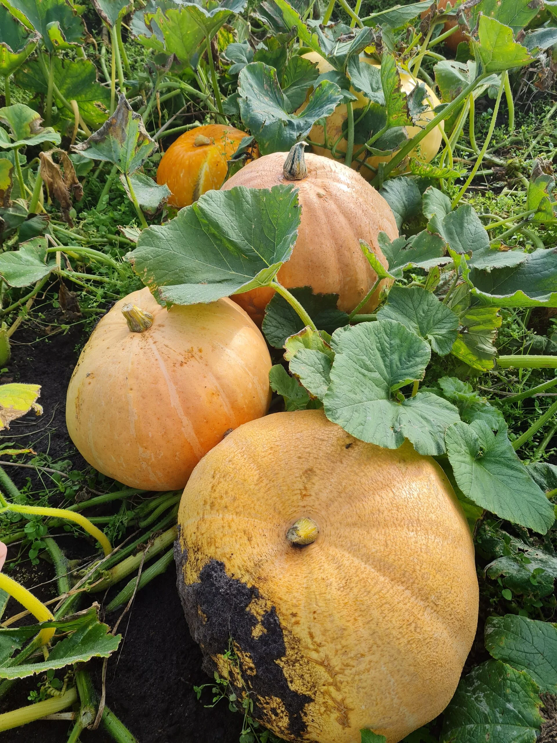holmeswood flower farm holmeswood pumpkin place