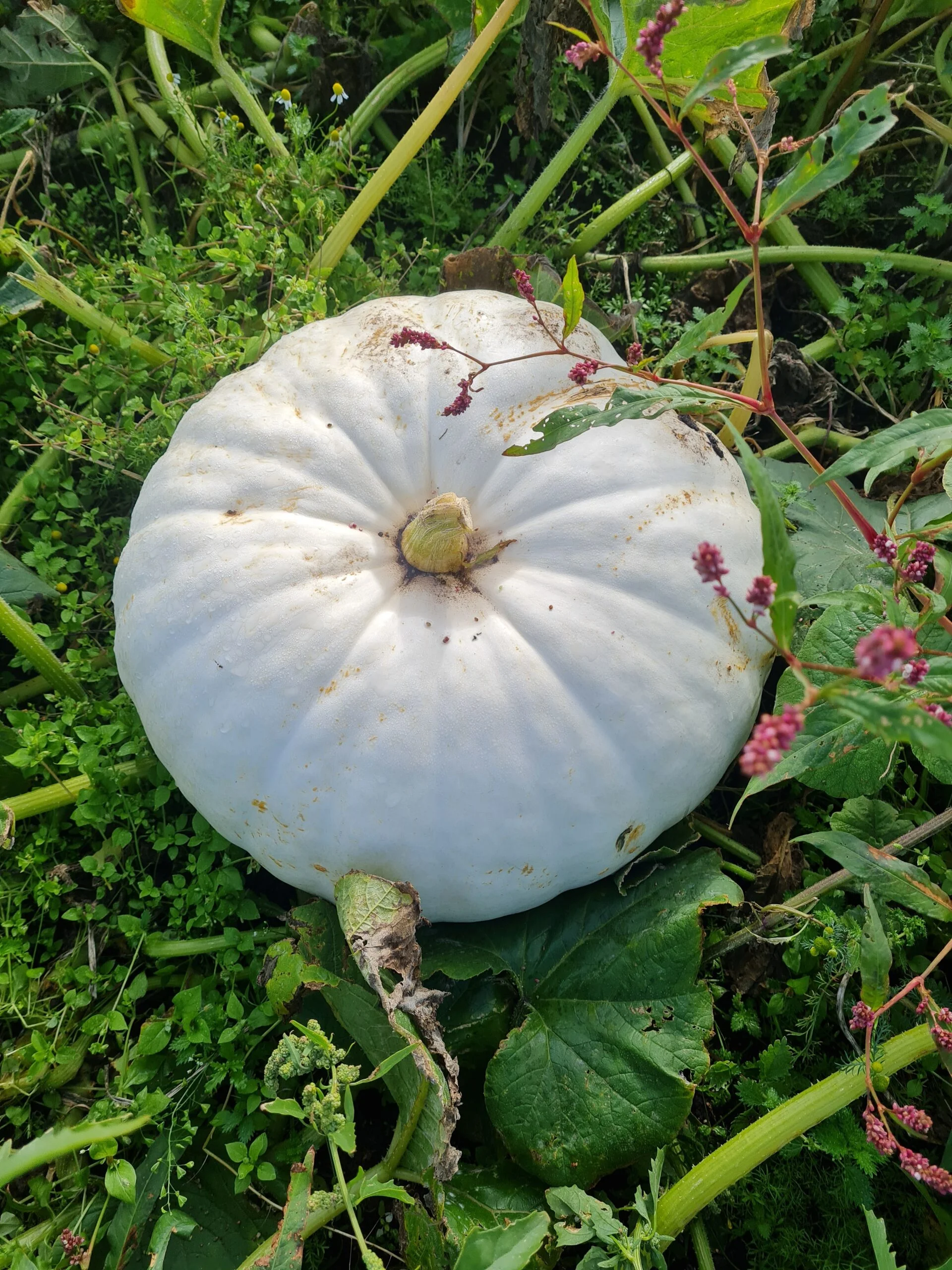 holmeswood flower farm holmeswood pumpkin place