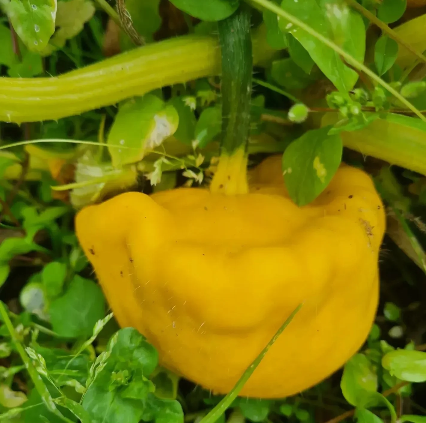 holmeswood flower farm holmeswood pumpkin place
