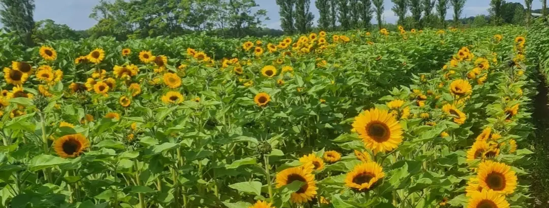 holmeswood flower farm holmeswood pumpkin place