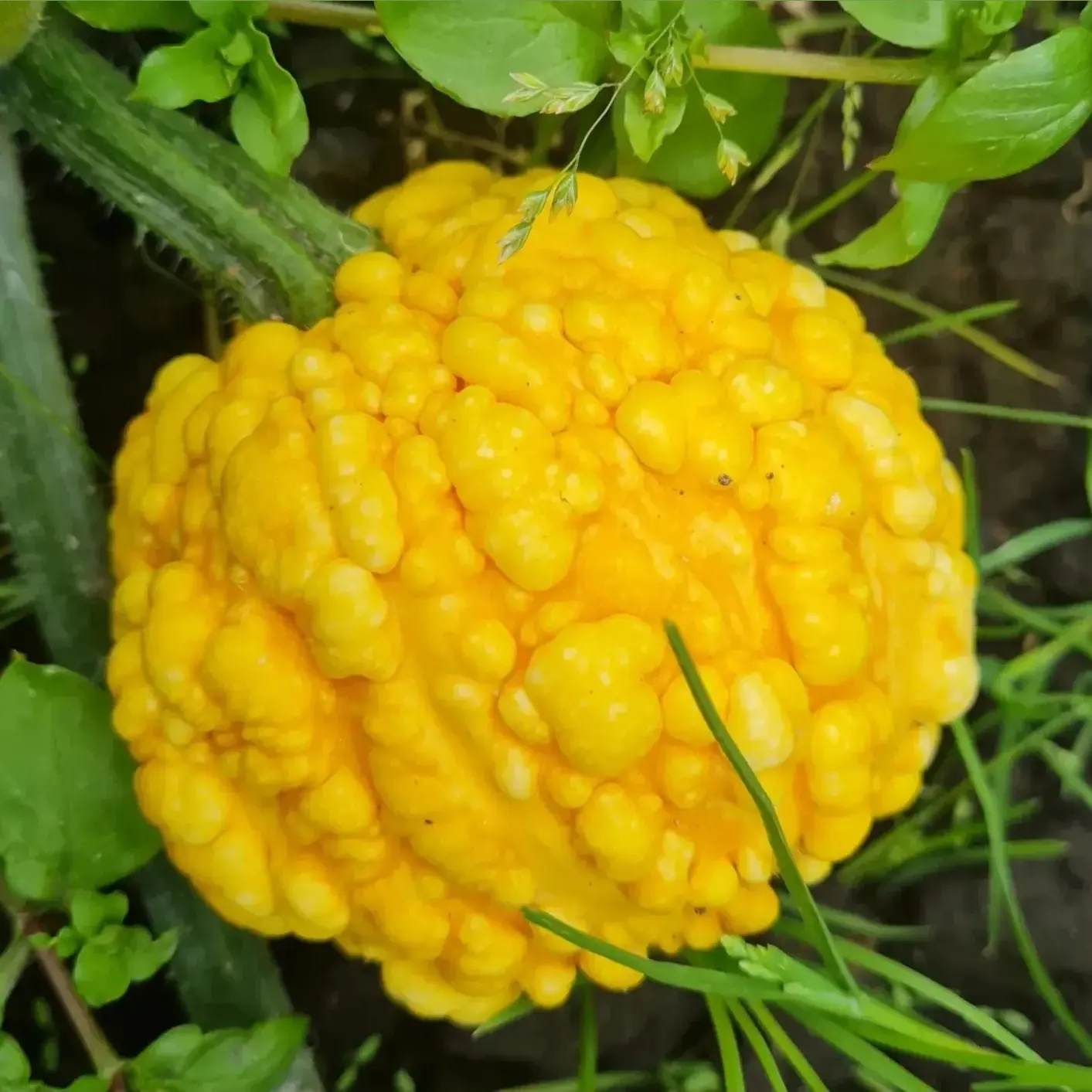 holmeswood flower farm holmeswood pumpkin place