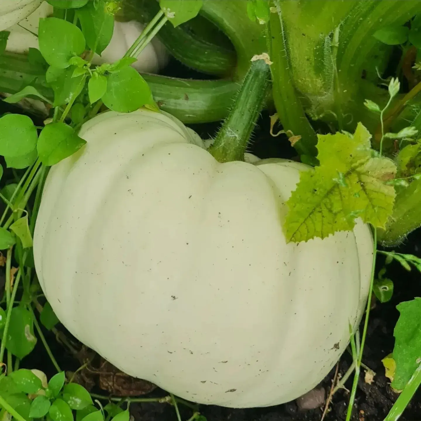holmeswood flower farm holmeswood pumpkin place