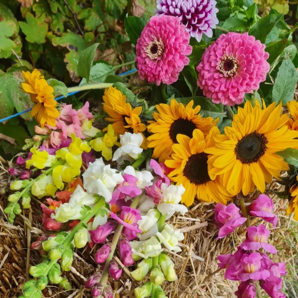 holmeswood flower farm holmeswood pumpkin place