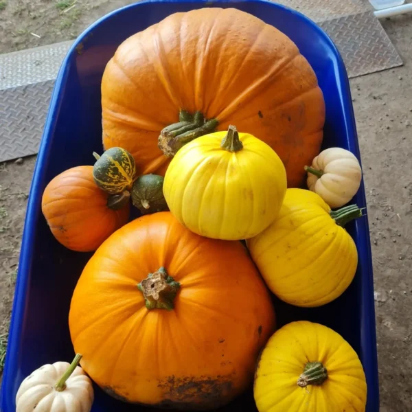 holmeswood flower farm holmeswood pumpkin place