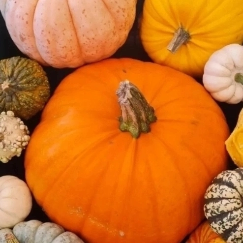 holmeswood flower farm holmeswood pumpkin place