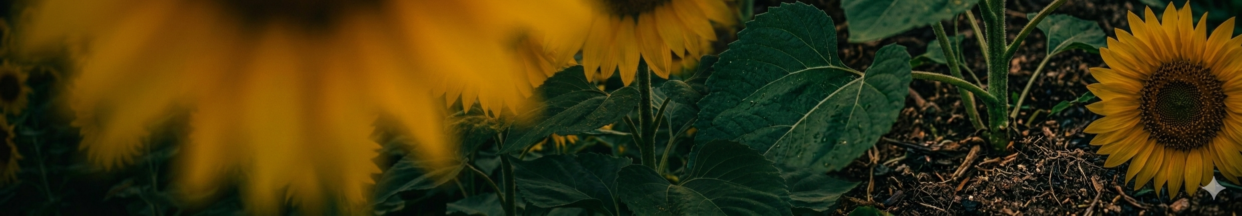 holmeswoodflowerfarm sun flowers pick your own